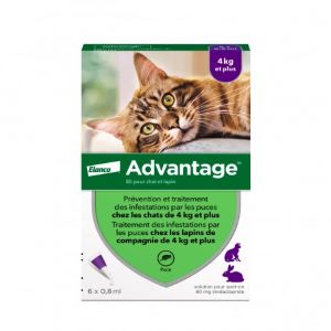 Advantage 80 - Chat et Lapin de 4kg et Plus - 6 Pipettes 0,8 ml - Pharmacie Agnès Praden à Alès