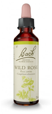 Fleur de Bach Original Wild Rose 20 ml - Pharmacie Agnès Praden à Alès